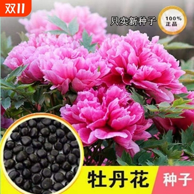 多款牡丹花种子洛阳色齐