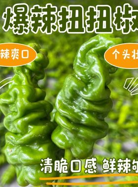 云南皱皮扭扭辣椒新鲜绿色蔬菜农家自种新鲜辣椒薄皮螺丝青椒辣椒
