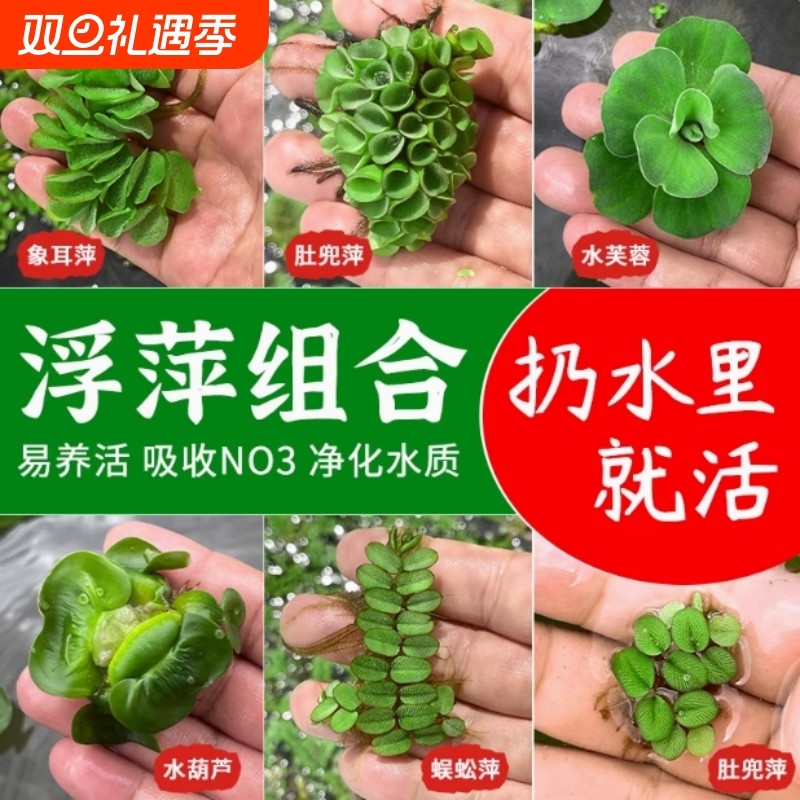 新手水草组合大全鱼缸浮萍水草淡水阴性绿植懒人鱼缸造景增氧好养