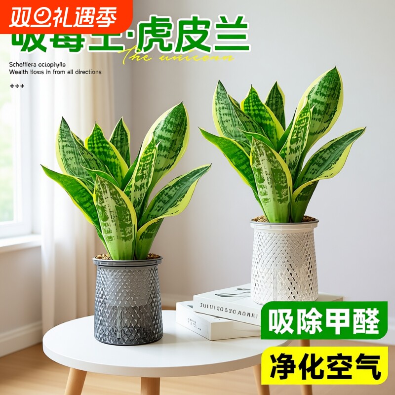 金边虎皮兰盆栽办公室内客厅桌面净化空气水培植物四季常青好养活