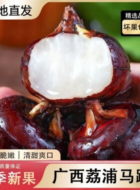 广西马蹄荸荠新鲜特大果现挖现发脆甜地梨蔬菜马蹄果当季水果