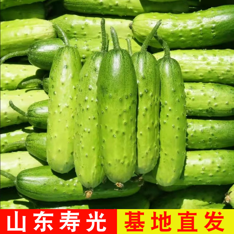 山东新鲜旱黄瓜水果黄瓜大刺黄瓜凉拌蘸酱产地包邮小黄瓜直供现摘