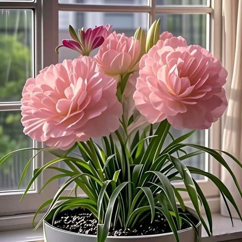 大花重瓣浓香型花卉绿植四季开花种植盆栽室内外