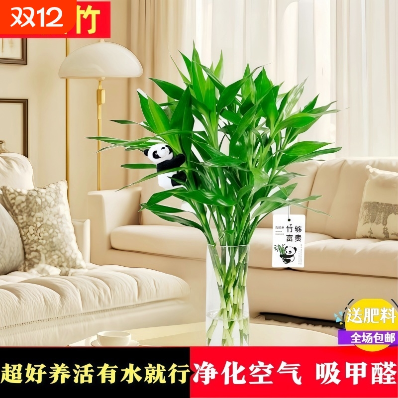 富贵竹客厅招财盆栽30天养死包赔