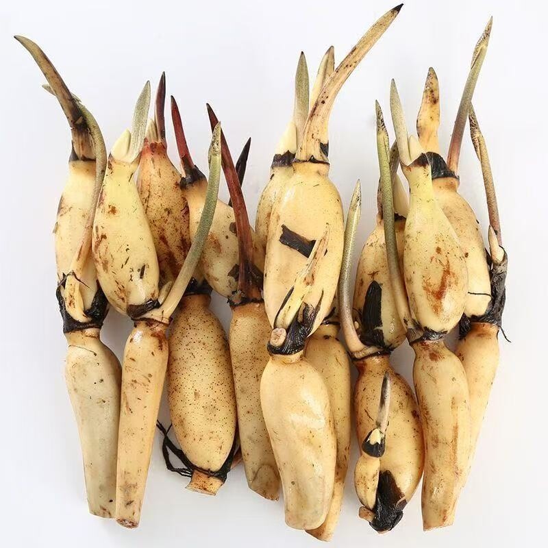 大型荷花藕苗大叶大花荷花苗高产盆栽莲花可食用观赏水培阳台