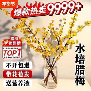 腊梅水培遇水开花枝条鲜切花年宵花冬季带花苞鲜花干枝花期花枝