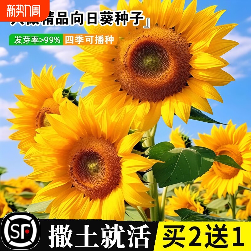 向日葵花种籽子四季开花高杆观赏庭院盆栽食用葵花花种子室外种植