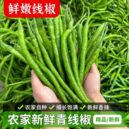 正宗新鲜线椒二荆条青线椒香辣尖椒现摘辣椒新鲜农家自种青线椒