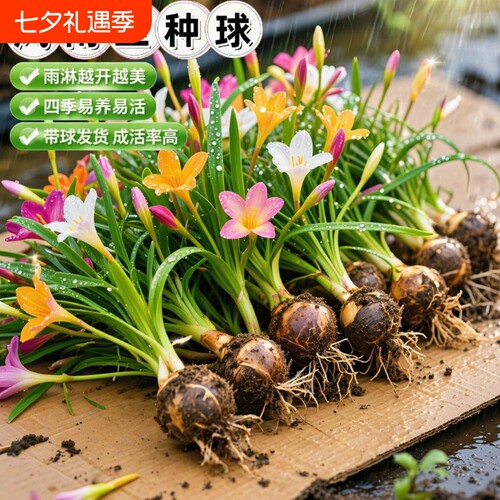 风雨兰重瓣庭院种球|千人加购
