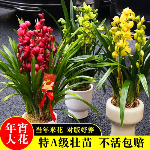 名贵大花蕙兰花苗高档墨兰室内客厅好养浓香盆栽花卉绿植带花香水