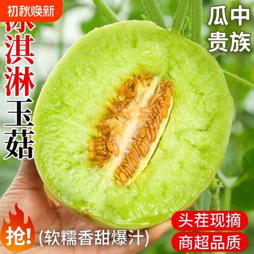 现摘玉菇甜瓜头茬冰淇淋甜瓜9斤正宗玉菇蜜瓜新鲜当季水果小香瓜