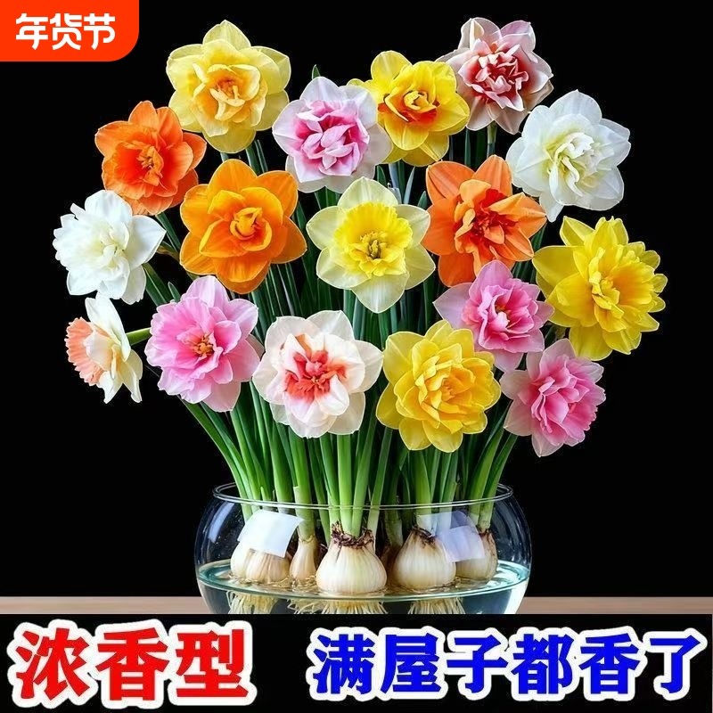 冬季【爆款】水仙花水培四季开花浓香型盆栽耐寒植物室内易养活,鲜花速递/花卉仿真/绿植园艺,时令草本花卉,淘宝优惠券,粉丝福利购,淘宝优惠卷