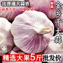 正宗山东金乡紫皮自提干蒜5斤批发2023新鲜蒜头籽农家蒜子s大蒜头