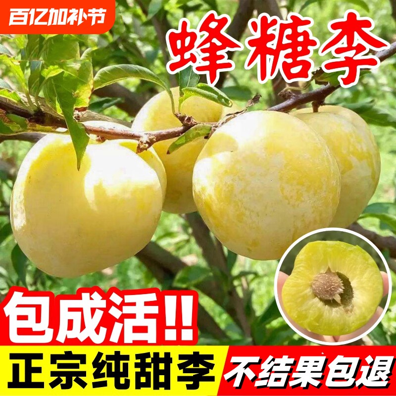 蜂糖李子树苗正宗果树果苗盆栽新品种嫁接蜂蜜种植结果纯甜三华李