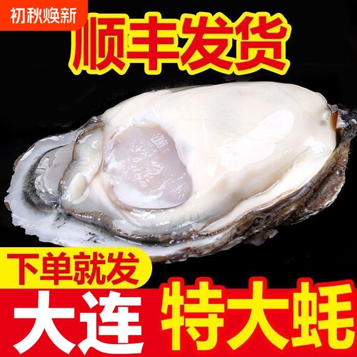 大连生蚝非乳山生蚝鲜活新鲜特大带箱海蛎子海鲜牡蛎水产