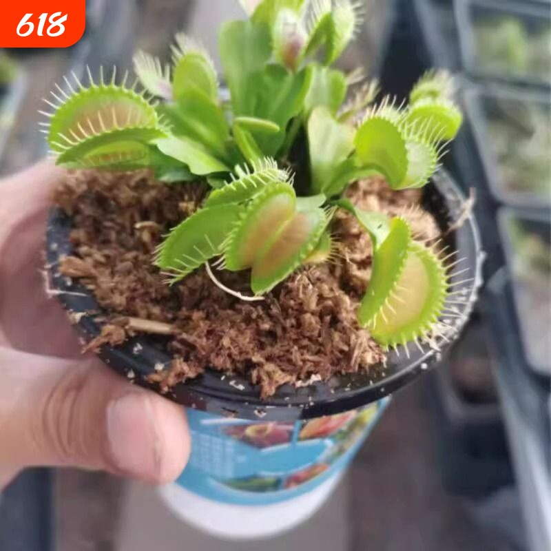 捕蝇草猪笼草食虫草食人花驱蚊草捕蚊草食蚊草捕虫草盆栽小苗孔雀