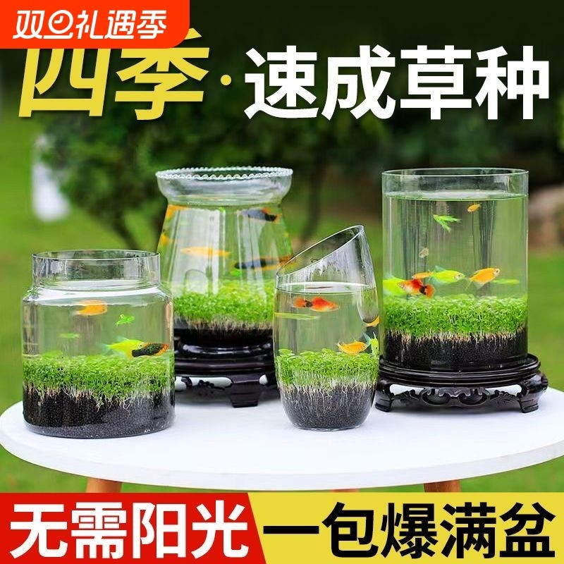 水草籽植物小鱼缸种子真草养鱼水草泥造景阴性增氧净水微景观创意