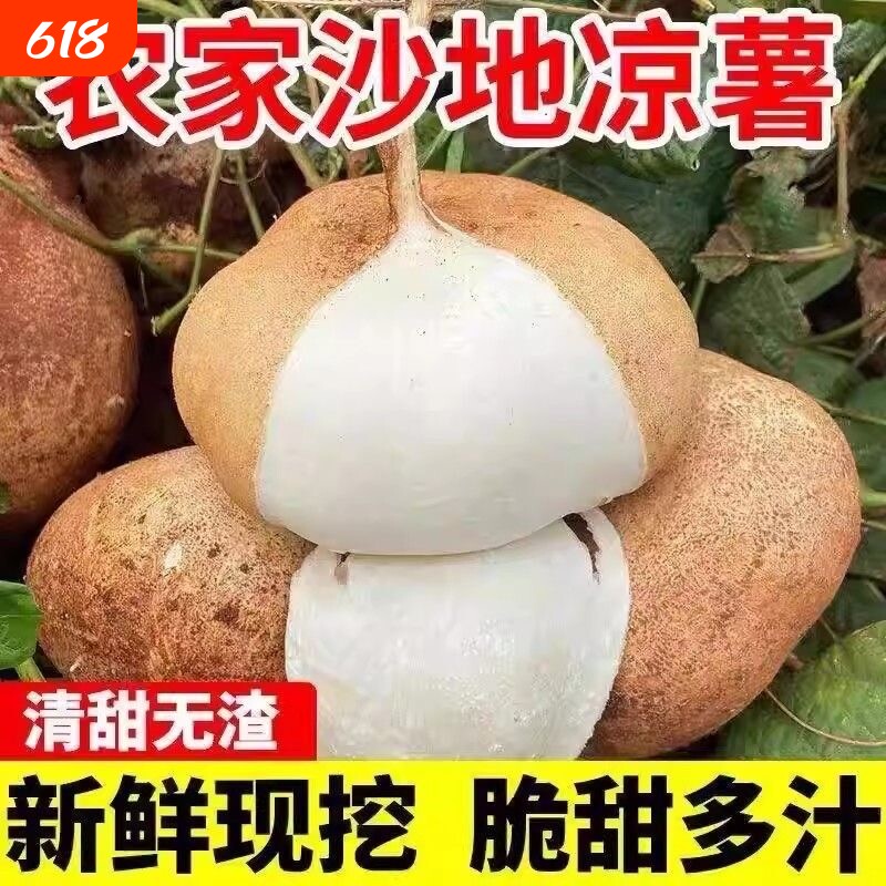 广西凉薯新鲜现挖地瓜当季蔬菜水果豆薯农家地萝卜沙葛白地瓜番薯