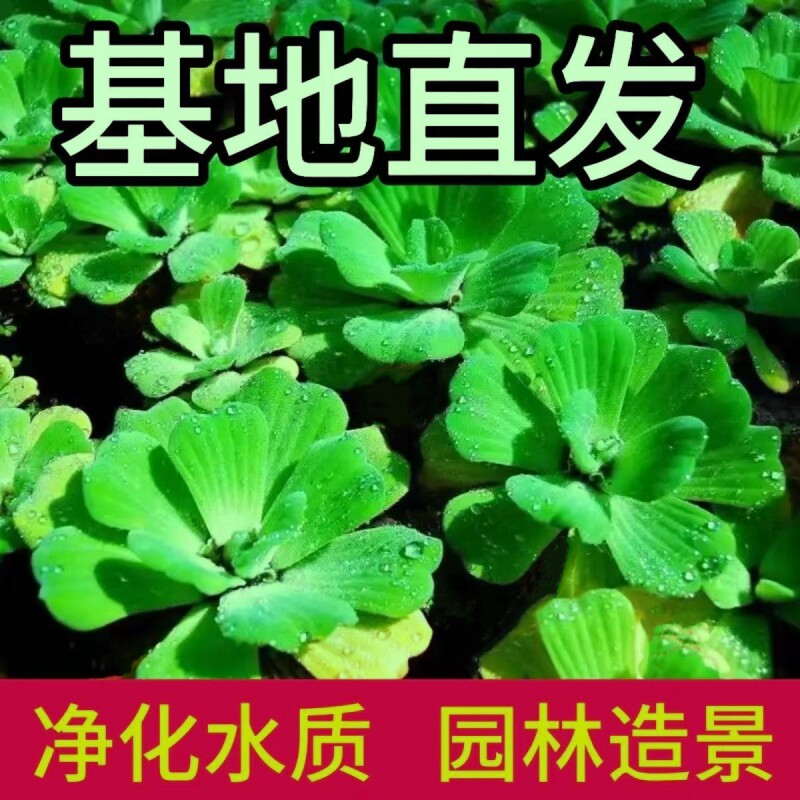 新手水草组合大全鱼缸浮萍水草淡水阴性绿植懒人鱼缸造景增氧好养