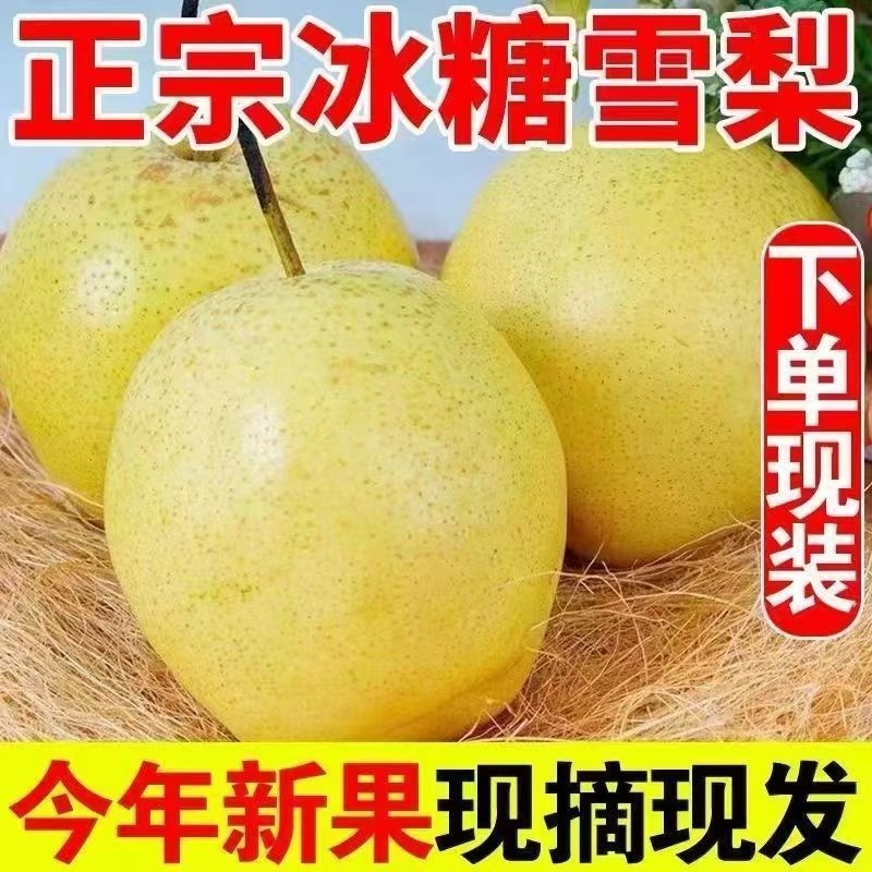 正宗雪梨河北赵县雪花梨当季新鲜水果特级梨子10斤梨水秋梨膏包邮,水产肉类/新鲜蔬果/熟食,梨,淘宝优惠券,粉丝福利购,淘宝优惠卷