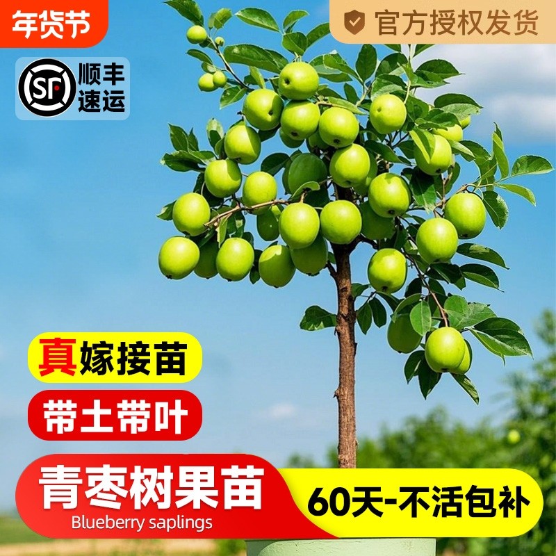 台湾大青枣树果苗活苗甜脆蜜丝枣牛奶枣树南北方种植盆栽地栽树苗