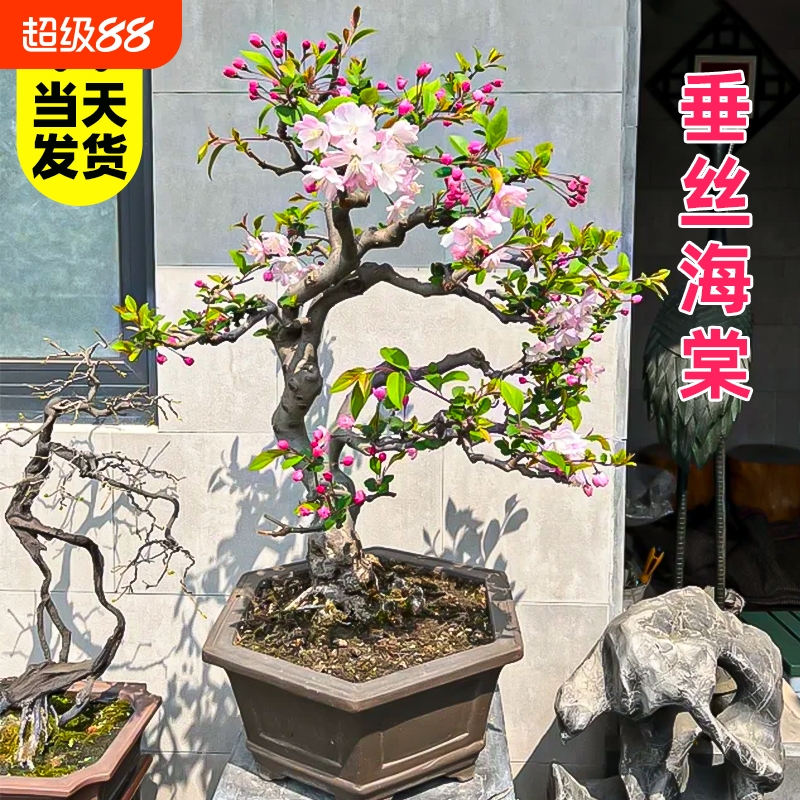 垂丝海棠花盆栽老桩带花苞四季开花盆景树苗室内鲜花卉绿植物好养