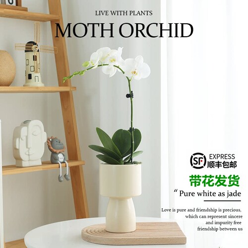 蝴蝶兰盆栽带花植物室内桌面白色兰花鲜花四季好养带花苞大花花苗