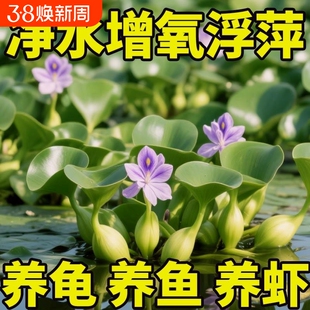 水葫芦水生植物水草水浮莲池塘鱼缸造景净化水质包邮室内净水养鱼