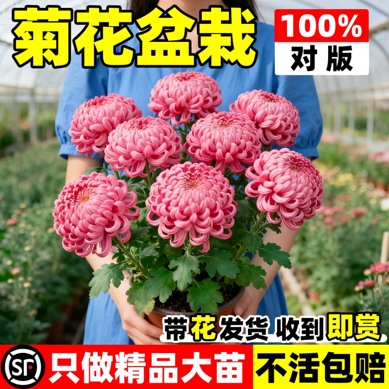 菊花盆栽特大苗带花苞祭国华九月千头菊花卉绿植物耐寒大花开花