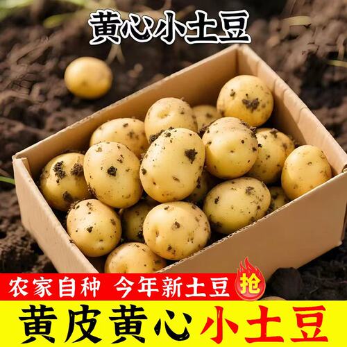 恩施迷你小土豆黄心洋芋