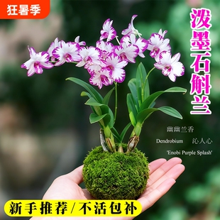 白泼墨秋石斛兰花苗带花苞室内好养水培盆栽花卉绿植香水粉黛开花