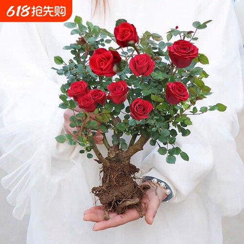 玫瑰桩苗四季开花浓香型玫瑰花苗盆栽地栽月季老桩苗庭院紫罗兰