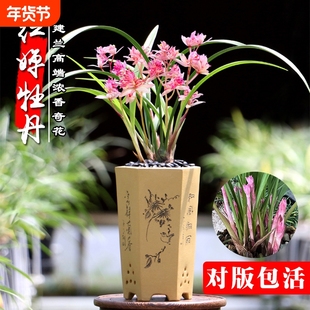 建兰红婵牡丹夏带花浓香名贵奇花四季兰花苗室内好养绿植盆栽花卉