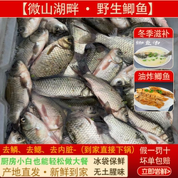 正宗微山湖鲫鱼新鲜活鱼现杀淡水原生态小河鱼孕产妇下奶月子炖汤