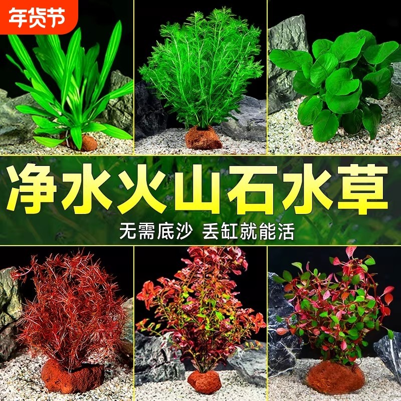 火山石水草植物鱼缸造景蜈蚣草绿菊水培摆件套餐阴性造氧真草水质