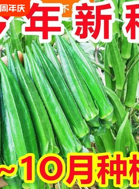 不易老水果秋葵种子生吃好种的水果黄色秋葵籽蔬菜
