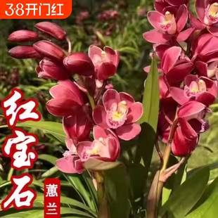 蕙兰红宝石3-4花起兰花浓香型室内客厅阳台好养易活花卉绿植