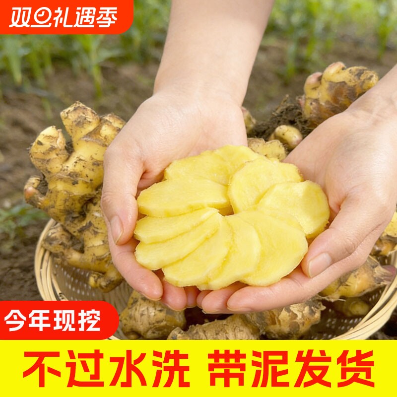 批发正宗云南小黄姜5斤新鲜嫩生姜现挖高山沙姜嫩姜土姜蔬菜包邮