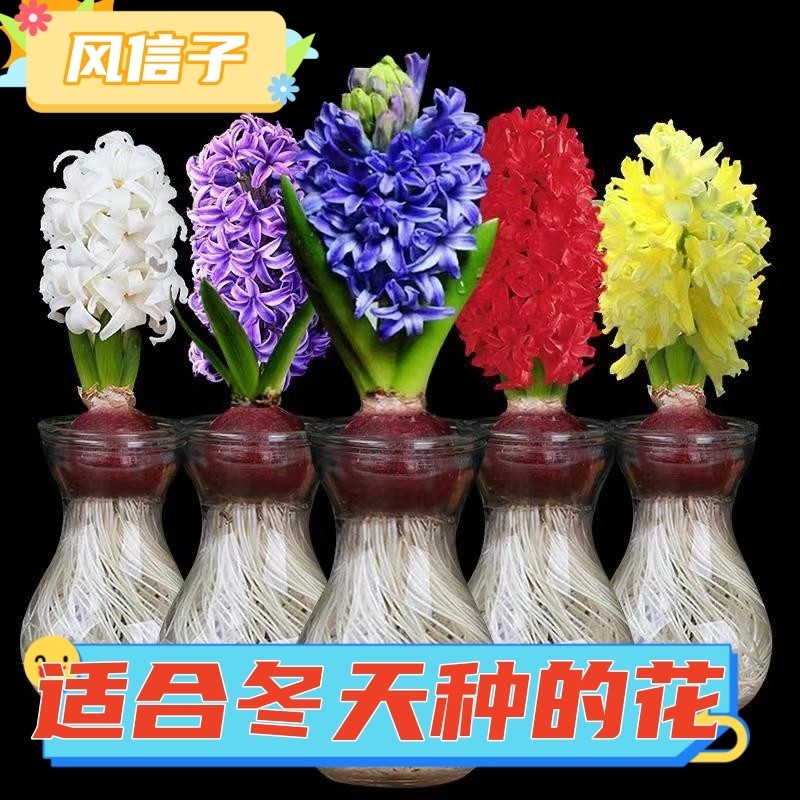 水培植物风信子种球四季种花卉好阳台室内庭院易活盆栽花卉绿植物,鲜花速递/花卉仿真/绿植园艺,种球/裸根,淘宝优惠券,粉丝福利购,淘宝优惠卷