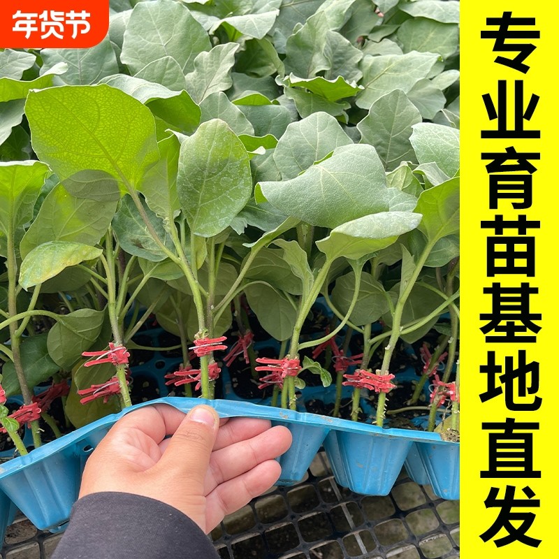 嫁接茄子苗带土老品种山东寿光本地高产架接红紫杭茄大苗秧蔬菜种,鲜花速递/花卉仿真/绿植园艺,家庭园艺种子,淘宝优惠券,粉丝福利购,淘宝优惠卷