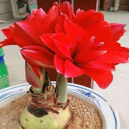 四季开花进口荷兰重瓣朱顶红种球阳台庭院浓香型花卉绿植盆栽植物