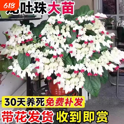 龙吐珠花盆栽带花苗老桩鲜花植物室内客厅阳台四季开花卉绿植蝴蝶