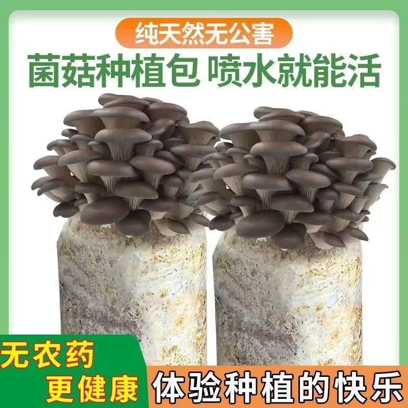 蘑菇家庭种植包可食用菇种植菌包