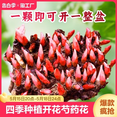 四季种植芍药花阳台庭院四季开花