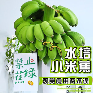 禁止蕉绿办公室水培整串小香蕉拒绝焦虑小米蕉迷你香蕉静止不蕉绿