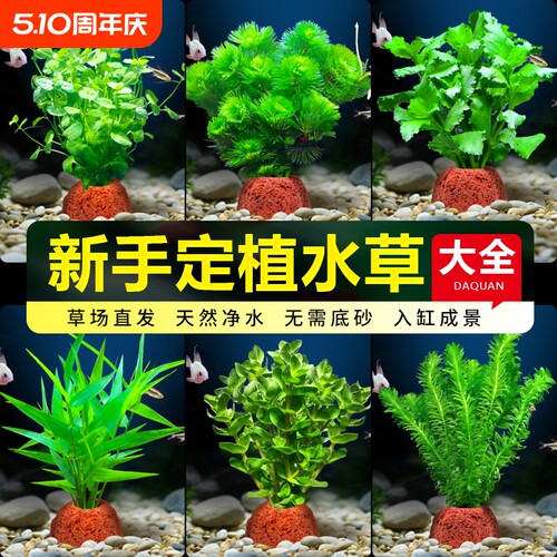 迷你火山石水草杯|超2.5万次加购