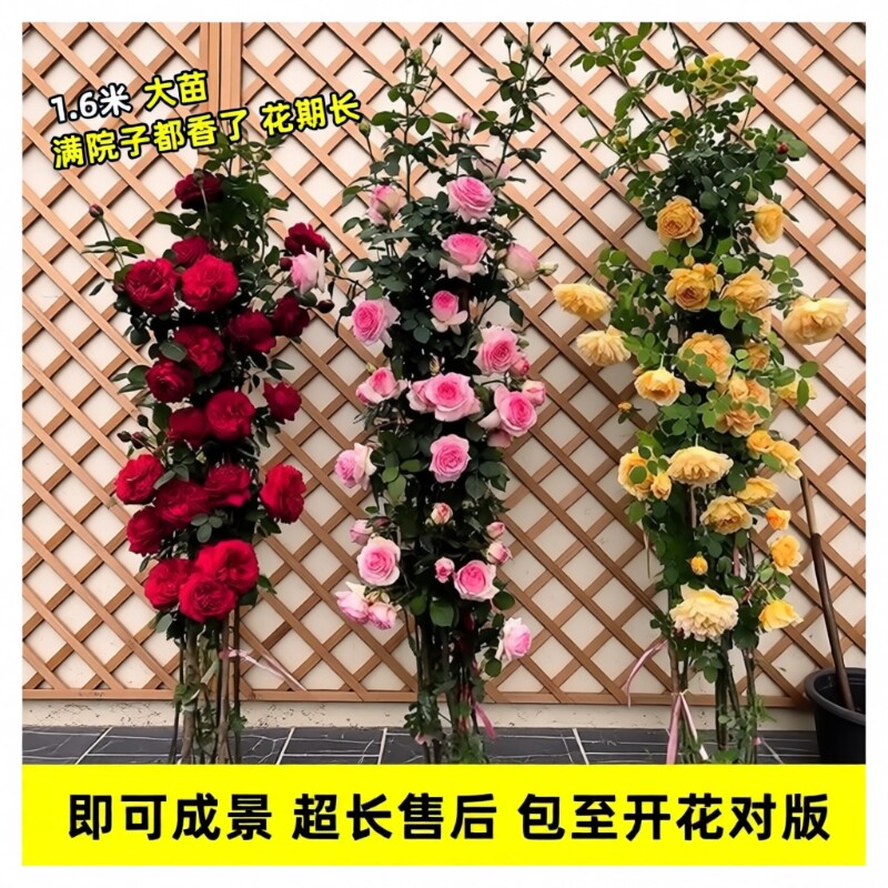蔷薇花苗四季开花耐寒多色盆栽图片