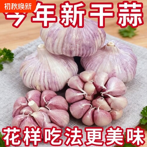 正宗金乡大蒜精选新干蒜紫白皮大蒜产地农家自种大蒜头批发种植