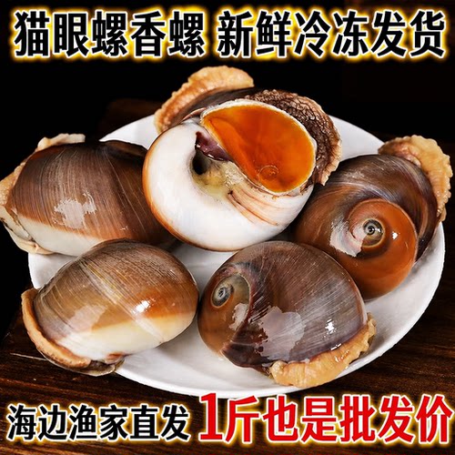 新鲜活冻冷冻猫眼螺香海螺海鲜水产贝类爆炒食材饭店商用批发
