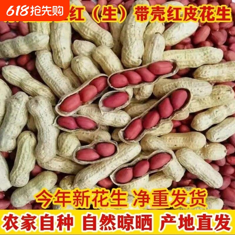 带壳红皮花生晒干生的农家种子新鲜四粒红衣花生米2025新货自种